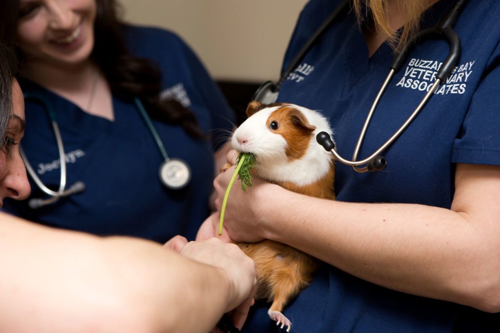 Buzzards Bay Veterinary Associates Dedham Veterinary Associates