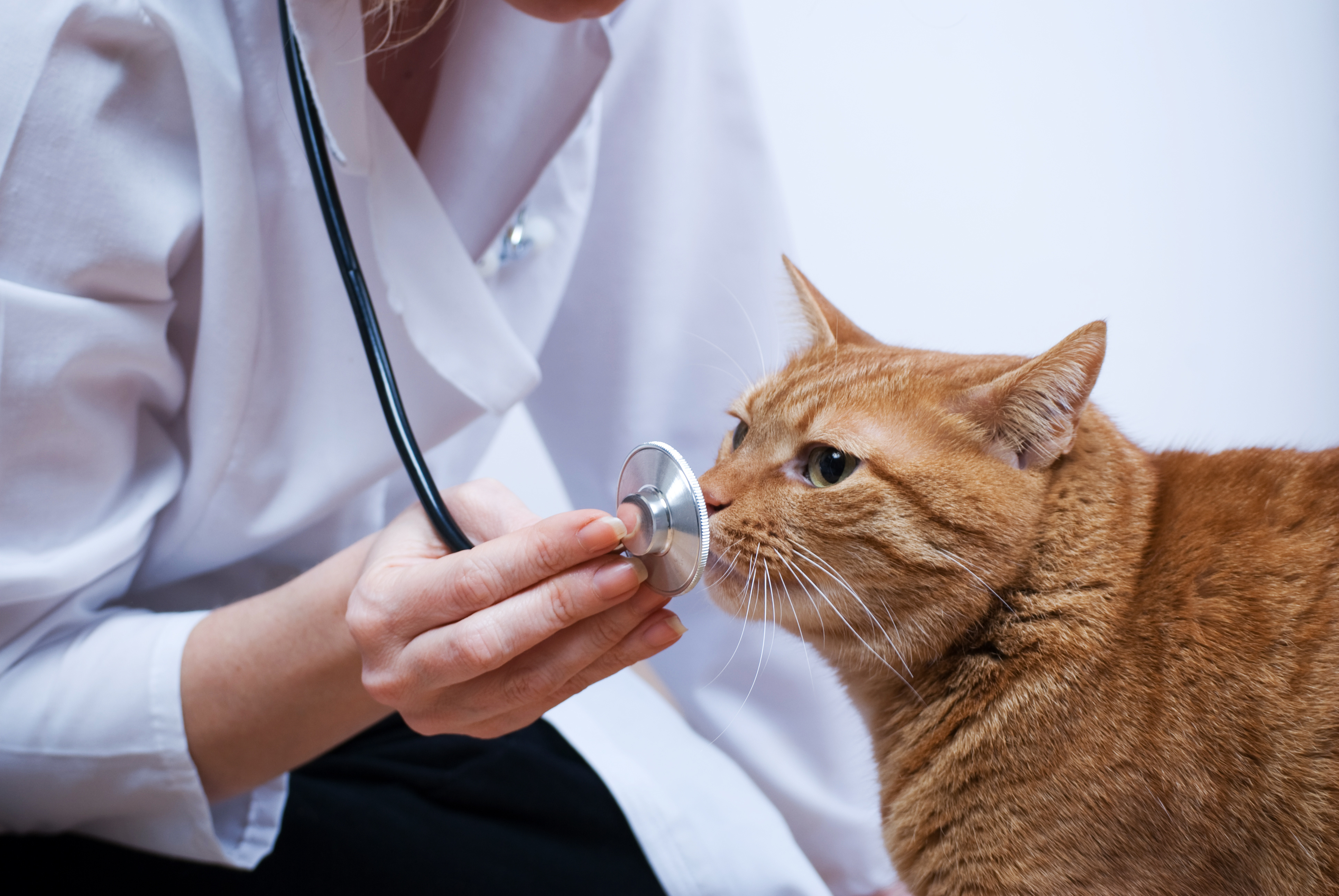 Клиника для котов. Ветеринар с кошкой. Кот врач. Кашки ветираниря. Кошка в ветеринарной клинике.