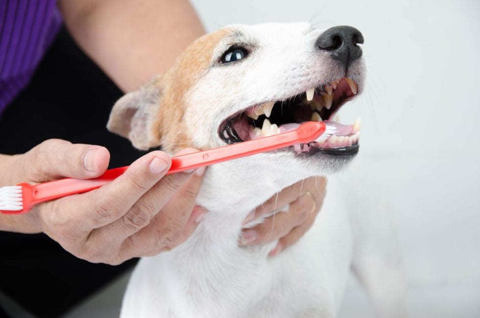 Yes, You Can Brush Your Dog’s Teeth Dedham Veterinary Associates