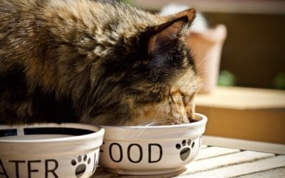 5 Myths About Feeding Cats