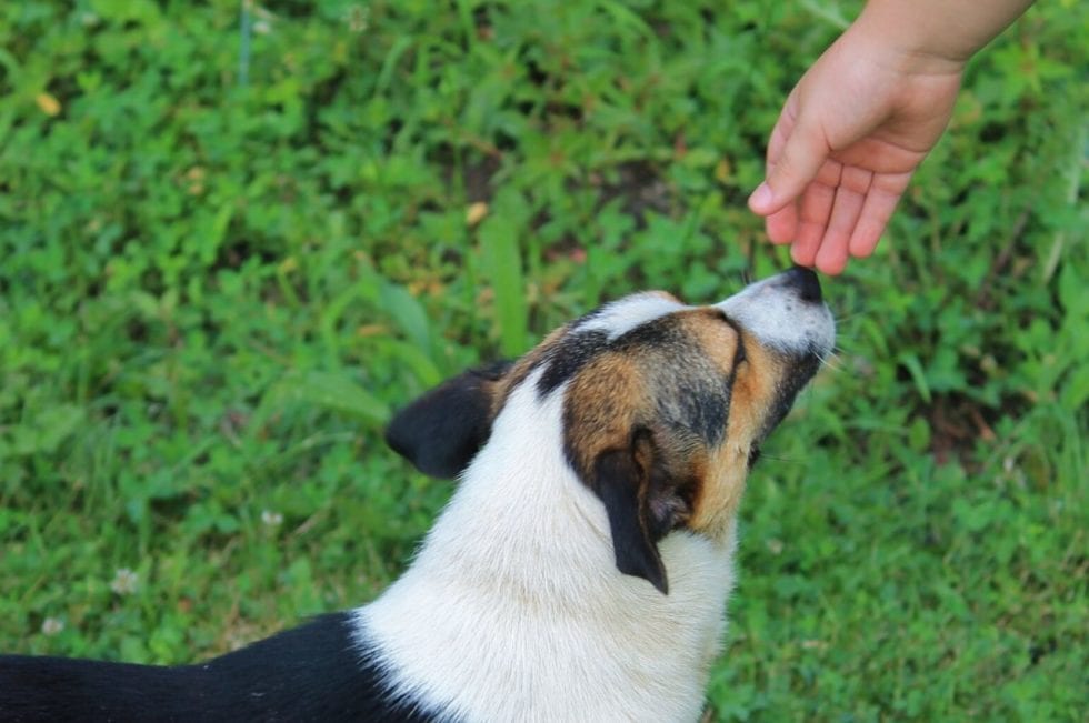 Can Dogs Smell COVID19? Dedham Veterinary Associates