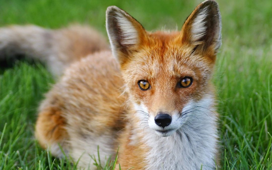 How to protect your pet from neighborhood foxes